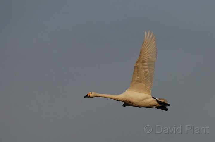Bewick's swan flying - J.jpg - Bewick's swan in flight at dusk - Slimbridge